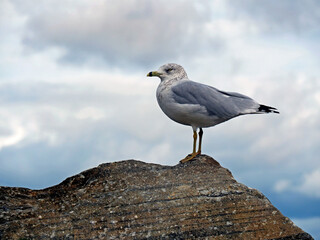 Close-up low angle view of a seagull standing on a rock by the Ottawa River with a cloudy sky in the background. 