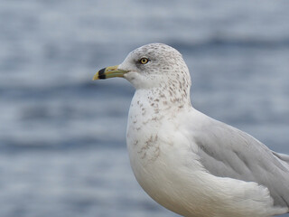 Close-up of a seagull standing on a rock by the Ottawa River with blurred water in the background. 