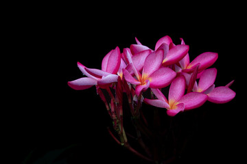 Plumeria flower pink and white frangipani tropical flower plumeria flower blooming on tree spa flower