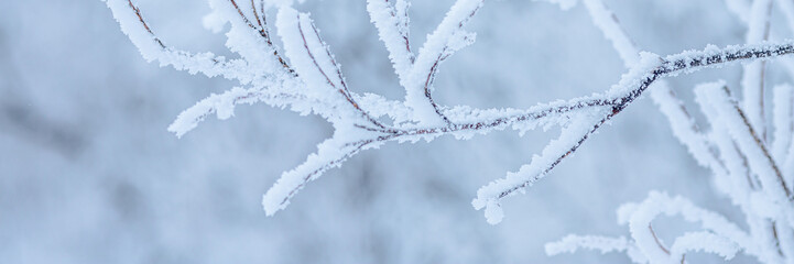 Snow and rime ice on the branches of bushes. Beautiful winter background with trees covered with hoarfrost. Plants in the park are covered with hoar frost. Cold snowy weather. Cool frosting texture.