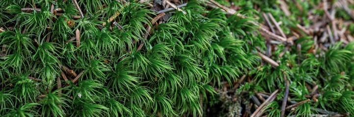 Beautiful green moss and needles close-up. Natural background with moss on the ground surface in a coniferous forest. Mossy texture. Macro shot of wild forest plants. Northern nature.