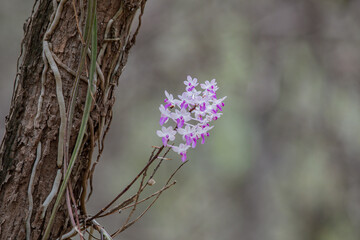 orchid in forest orchid on tree with moss abstract background