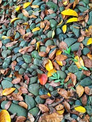 pebbles and leaves