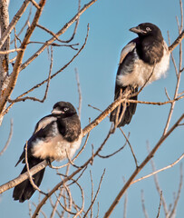 Two Magpie in a Tree