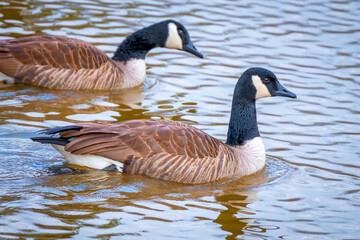 A pair of Canada Geese (Branta canadensis) swimming a pond. Raleigh, North Carolina.