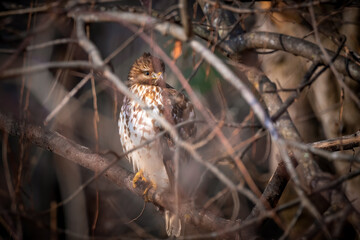 A Red-shouldered Hawk scans the winter shrubbery for sparrows. Raleigh, North Carolina.