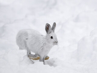 White Snowshoe Hare Running on Snow in Winter