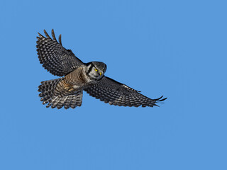 Northern Hawk Owl in Flight on Blue Sky
