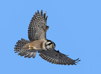 Northern Hawk Owl in Flight on Blue Sky