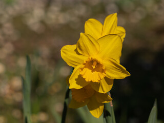 isolated colored flower in the garden