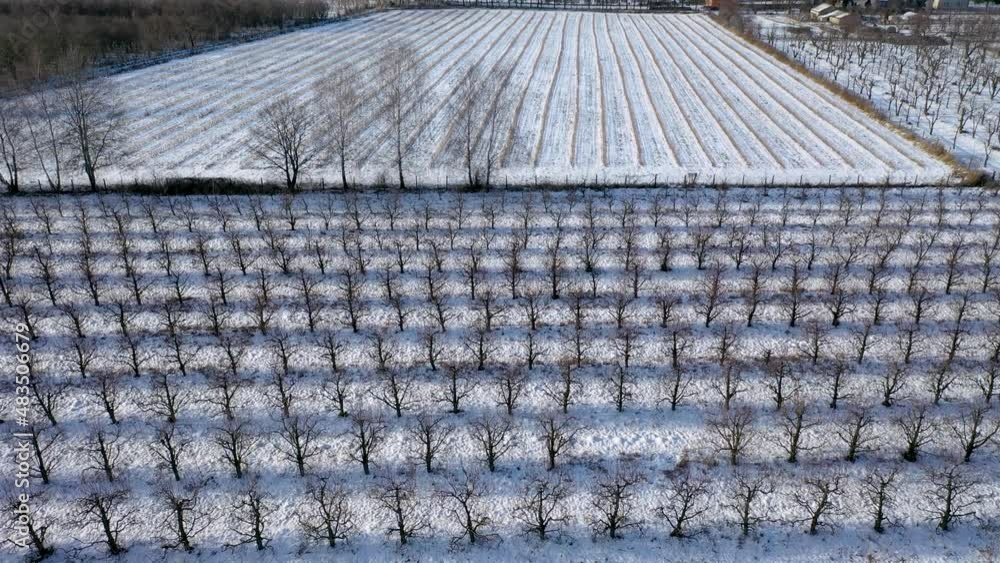 Sticker Apple orchard during winter in Rogow, Lodz Province, Poland, 4k