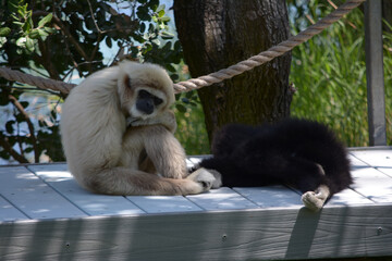 A photo of white and black gibbons in a zoo