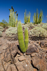 Organ Pipe Cactus (Stenocereus thurberi)