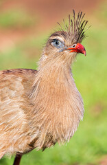 
Brazilian exotic animal seriema, singing bird