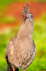 
Brazilian exotic animal seriema, singing bird