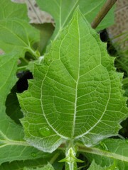 Verde