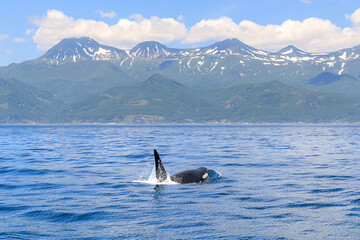 Fototapeta premium 【北海道】知床の海に回遊する野生のシャチ（北海道羅臼沖）