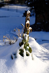 Plant with seeds covered in snow. Tall green plant heavily laden with seeds covered in snow.