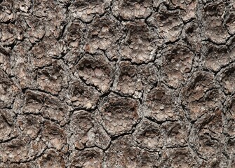 Close-up of tree bark in Lassen Volcanic National Park, California