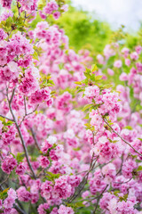 牡丹桜