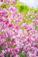 Obraz premium 牡丹桜