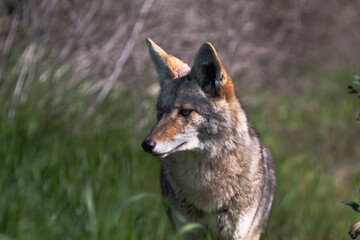 A coyote roaming in the grass