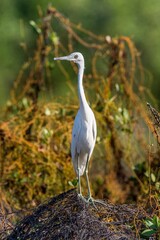 Adult Little Blue Heron (Egretta caerulea) ( white morph) on natural background, Cuba