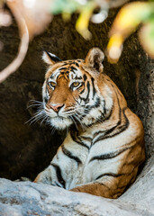 Bengal Tiger Portrait. Panthera tigris tigris. Tiger portrait shot. Picture taken in National Park, India