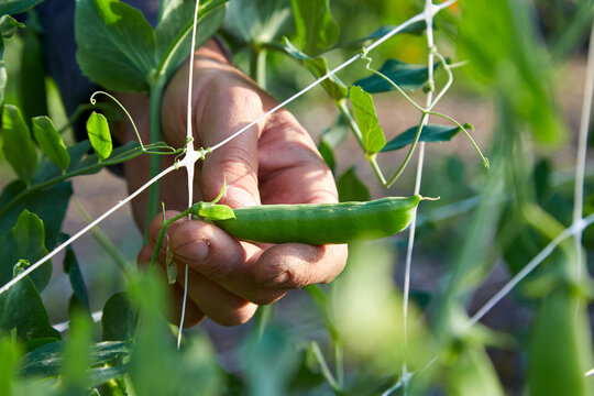 Closeup of a male hand picking peas from a vegetable garden