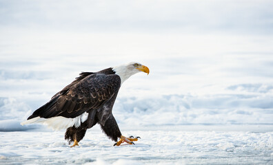 The Adult Bald eagle ( Haliaeetus leucocephalus ) walk on the snow. Alaska