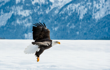 Bald Eagle ( Haliaeetus leucocephalus washingtoniensis ) in flight. Alaska in snow