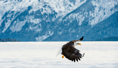 Bald Eagle ( Haliaeetus leucocephalus washingtoniensis ) in flight. Alaska in snow