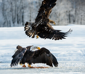 Adult Bald Eagle ( Haliaeetus leucocephalus washingtoniensis ) in flight. Alaska in snow