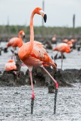 Fototapeta premium American Flamingos or Caribbean flamingos ( Phoenicopterus ruber ruber). Colony of Flamingo the on nests. Rio Maximo, Camaguey, Cuba.