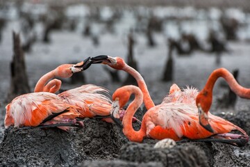 American Flamingos or Caribbean flamingos ( Phoenicopterus ruber ruber). Colony of  Flamingos on the nests. Rio Maximo, Camaguey, Cuba.
