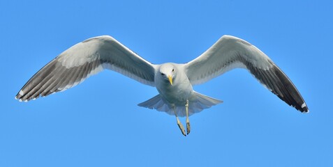 Flying Kelp gull (Larus dominicanus), also known as the Dominican gull and Black Backed Kelp Gull. False Bay, South Africa