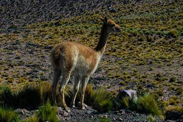 alpaca, guanaco, llama, montañas, paisaje, puna salteña, norte argentino, fauna, lana