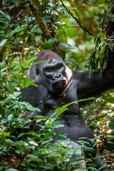 Portrait of a western lowland gorilla (Gorilla gorilla gorilla) close up at a short distance....