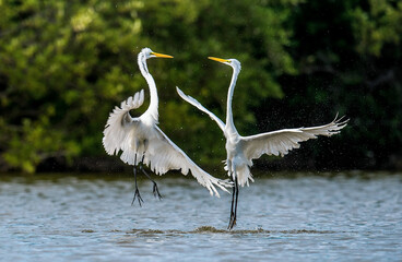The fighting great egrets ( Ardea alba ). Cuba.
