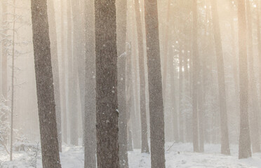 A beautiful scenery of the winter forest with tall trees during snow