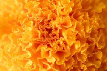 The flowers are blooming in the spring garden