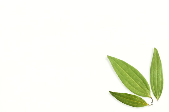 dried cinnamon leaves or bay leaf in white background with copy space