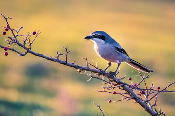 Southern gray shrike perched on a branch with red berries