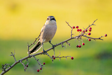 Southern gray shrike perched on a branch with red berries