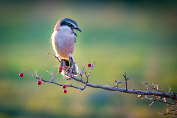 Southern gray shrike perched on a branch with red berries