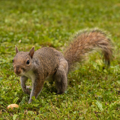 gray squirrel portrait in the garden