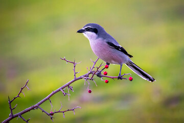 Southern gray shrike perched on a branch with red berries