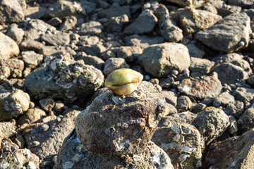 Clam on top of marine rock along the shore