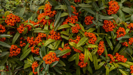 red and yellow flowers, pyracantha flower