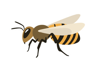 Illustration of a honey bee sitting, side view